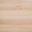 sugar maple